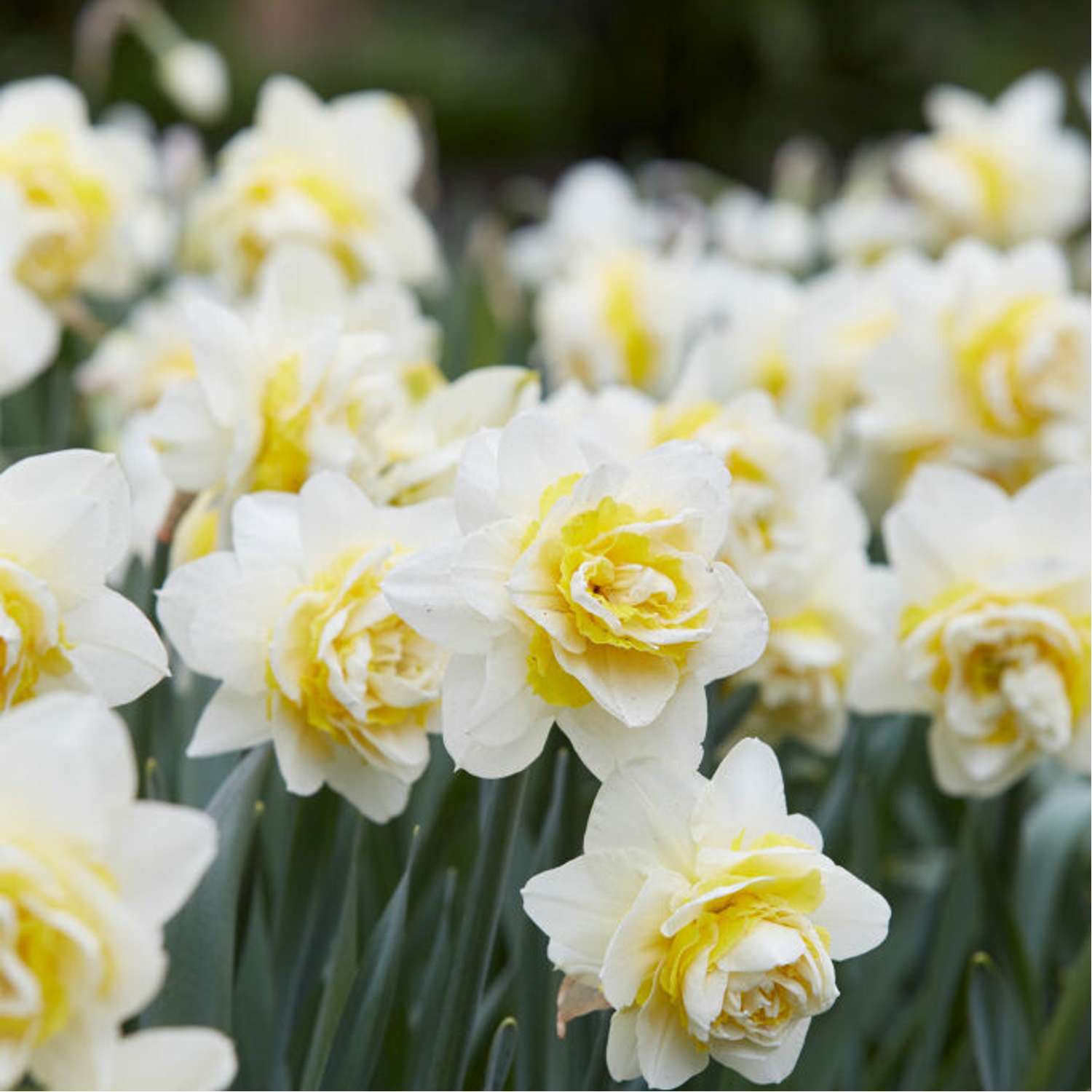 Narcissus 'Lingerie'